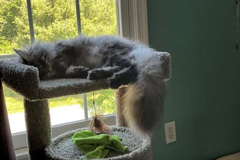 A cat sleeps atop a cat tree in front of a window