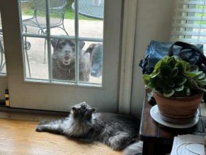 A laying in front of a door with windows looks outside as a dog stands on the other side of the door looking into the home.