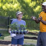 A woman wearing a visor, glasses, T-shirt and shorts smiles as she holds tomato plants. She is looking at a man as he smiles and gestures with his hands. He is wearing a baseball cap, T-shirt and shorts. Behind them are raised bed gardens.