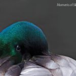 A photo of a mallard duck with its face tucked under its wings. The words, “Moments of Silence” are in the top right corner of the image.