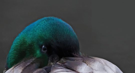 Wild Onions announces award winners, 2025 student senior editors