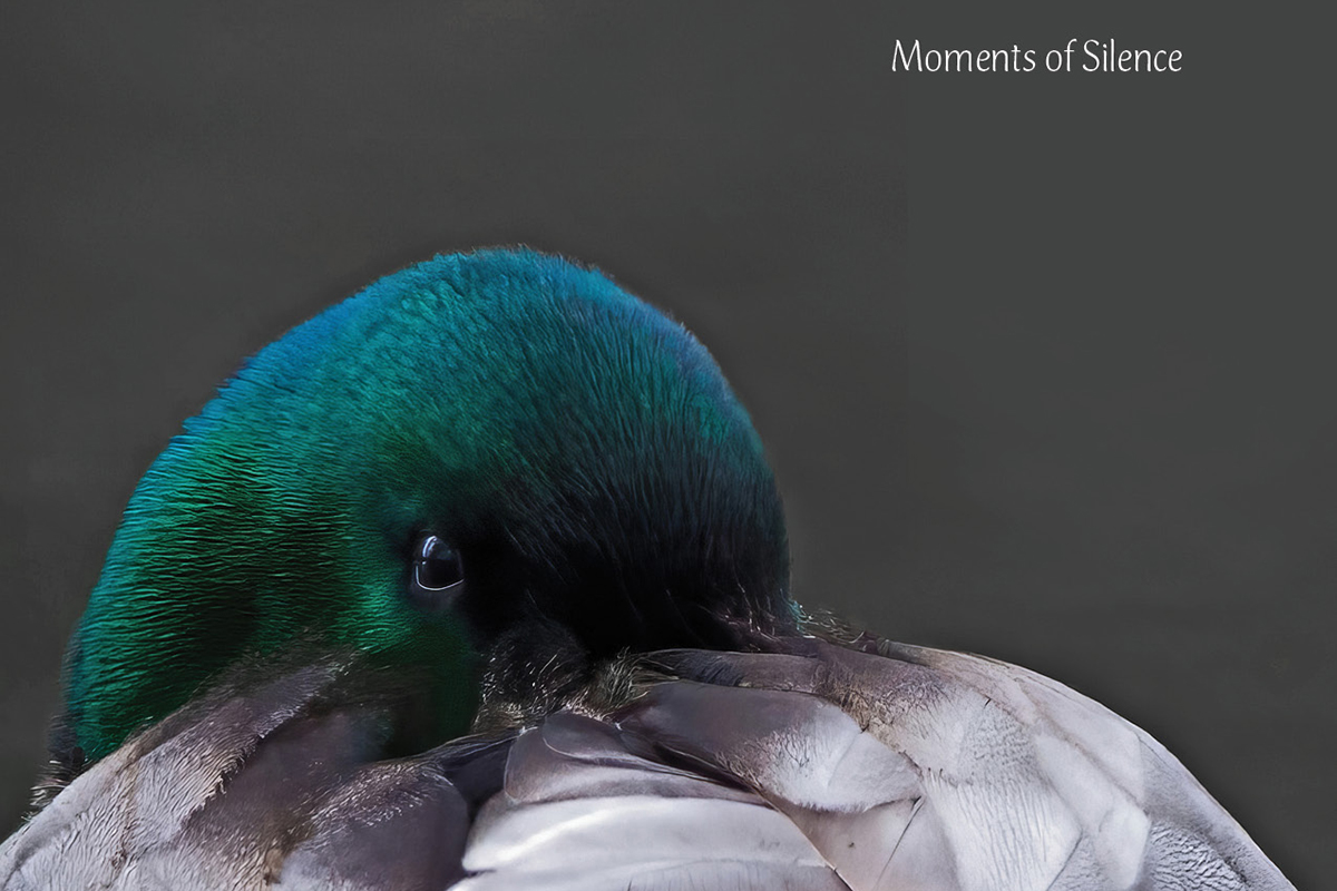 A photo of a mallard duck with its face tucked under its wings. The words, “Moments of Silence” are in the top right corner of the image.