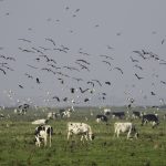 A flock of birds swoops over a herd of cattle.