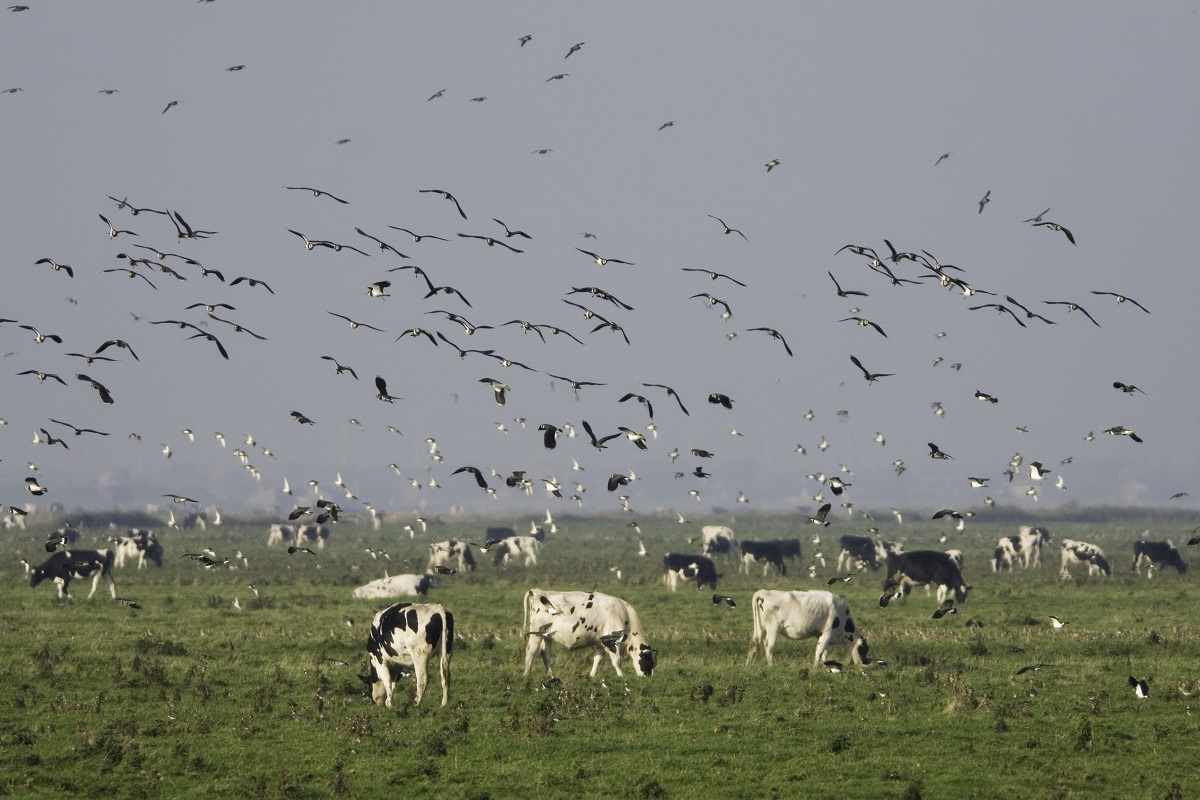 A flock of birds swoops over a herd of cattle.