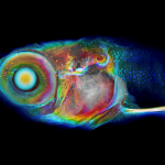 Photo shows a zebrafish that was imaged using a technique called histomography. Colors indicated a specific assigned intensity and position within the scan.