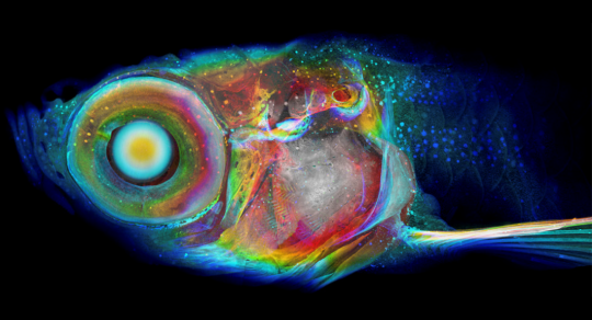 $3.8M NIH grant funds 3D tissue and organism visualization project