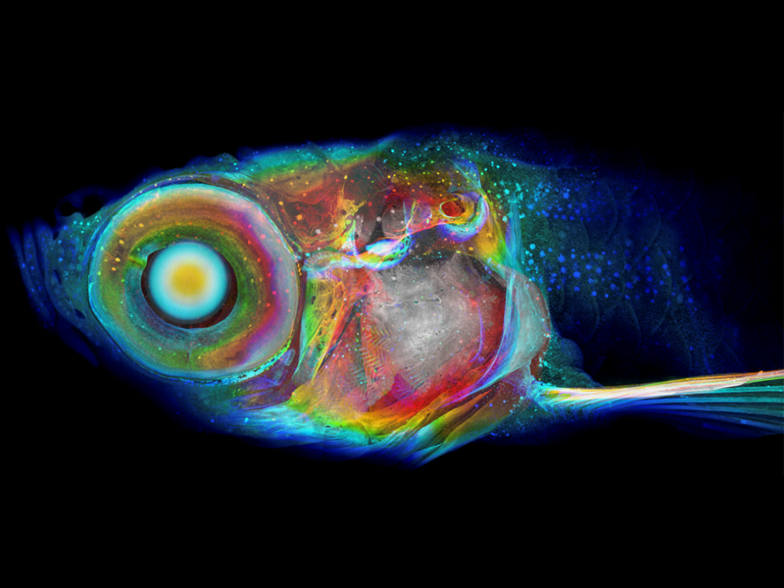 Photo shows a zebrafish that was imaged using a technique called histomography. Colors indicated a specific assigned intensity and position within the scan.