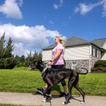 A woman walks left on a sidewalk holding her Great Dane by the collar. She is wearing a T-shirt and leggings. Behind her is a house and grass.