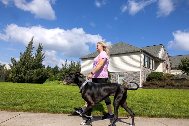 A woman walks left on a sidewalk holding her Great Dane by the collar. She is wearing a T-shirt and leggings. Behind her is a house and grass.