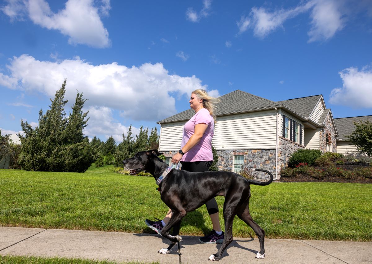 A woman walks left on a sidewalk holding her Great Dane by the collar. She is wearing a T-shirt and leggings. Behind her is a house and grass.