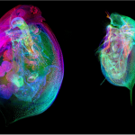 A colorful, up close image of Daphnia, also known as the water flea