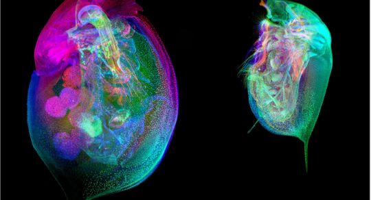 Revolutionizing environmental research: First Daphnia Histology Reference Atlas published