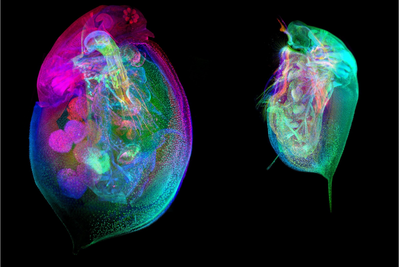 A colorful, up close image of Daphnia, also known as the water flea