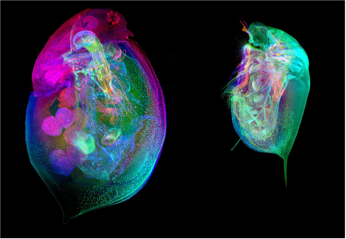 A colorful, up close image of Daphnia, also known as the water flea