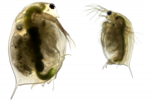 An up close image of Daphnia, also known as the water flea