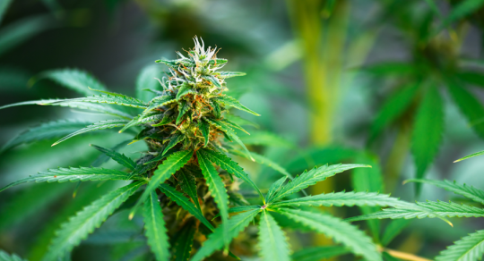 Q&A: What would reclassifying marijuana mean for medical research?