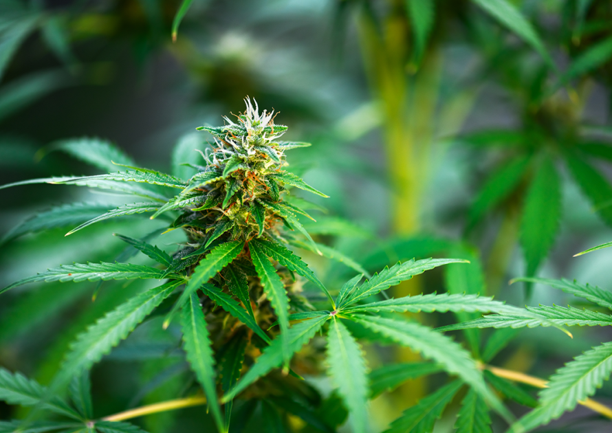 Close-up image of cannabis plant