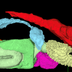Several amorphous blobs comprise this digital model of organ segmentation within zebrafish.