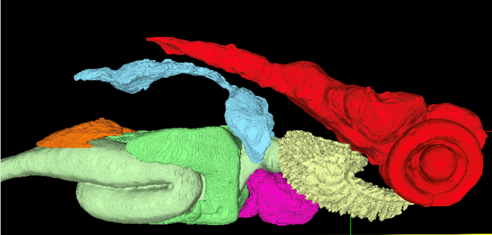Several amorphous blobs comprise this digital model of organ segmentation within zebrafish.
