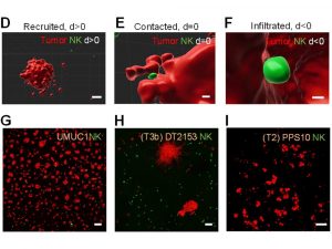 Scientific figure showcasing the immune response in the body to the presence of cancerous tumors, which is supported by the team's new method.