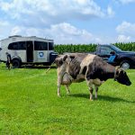 A cow stands in a field, with a mobile clinic trailer hitched to a pickup truck in the background.