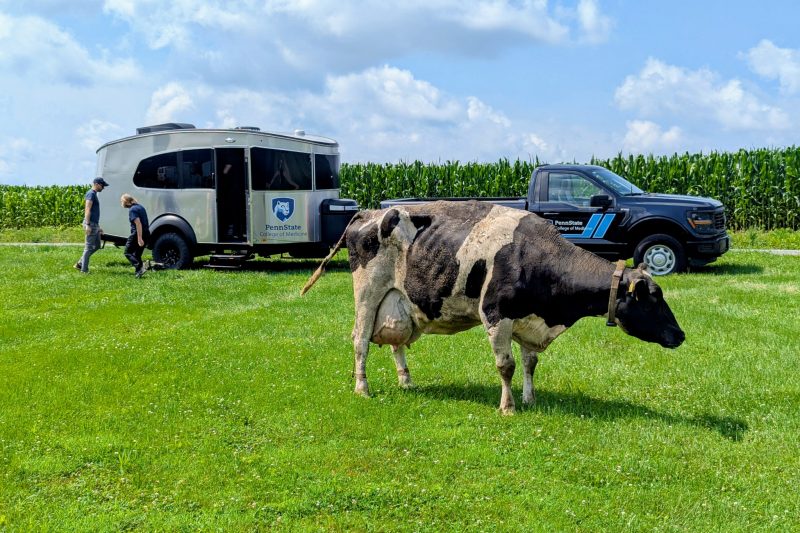 A cow stands in a field, with a mobile clinic trailer hitched to a pickup truck in the background.