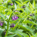 Close-up image of comfrey, a purple flower in a field of green.