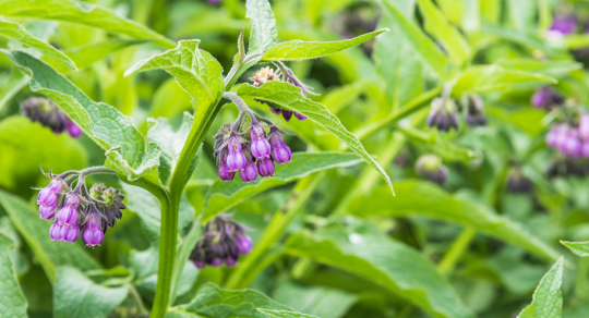 Q&A: What does science say about plants as medicine?
