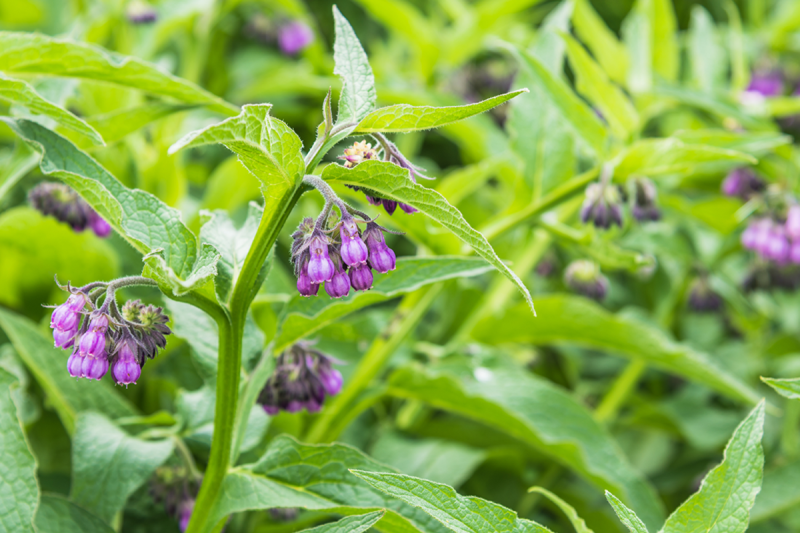 Close-up image of comfrey, a purple flower in a field of green.