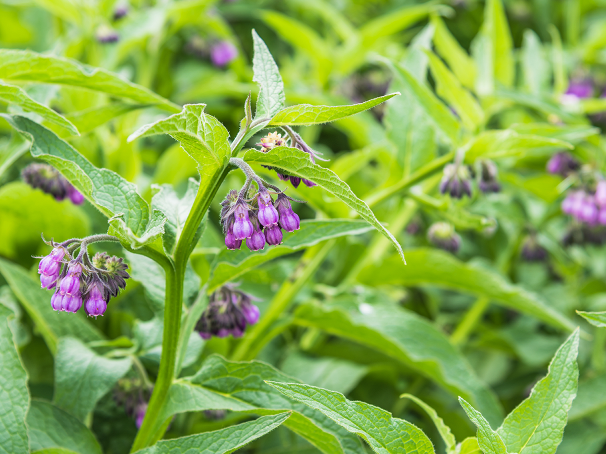 Close-up image of comfrey, a purple flower in a field of green.
