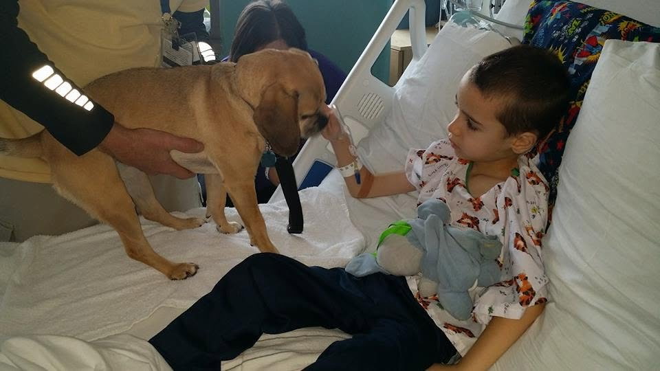 A child wearing a hospital gown sits in a hospital bed holding a stuffed toy while gently reaching toward a therapy dog standing on the bed.