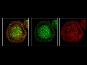 Open image in modal: transmission electron microscopy images of a gold-silver-gold nanoparticle.